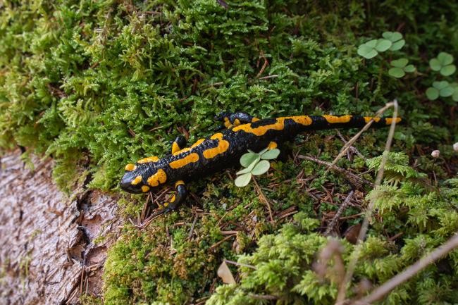 Feuersalamander kriecht auf feuchtem Moos