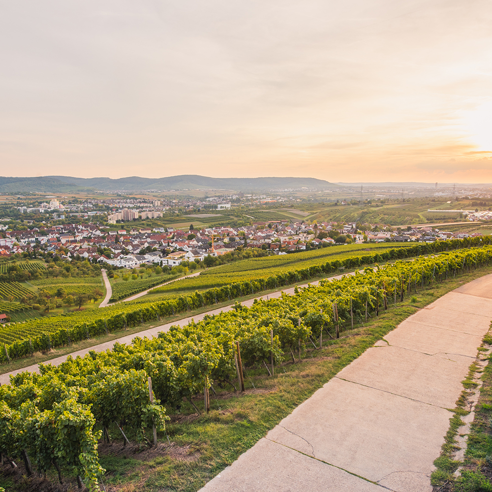 Grüne Weinreben im Sonnenuntergang